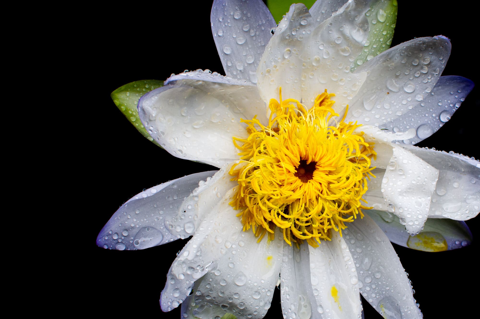 Another rainy day in Honolulu